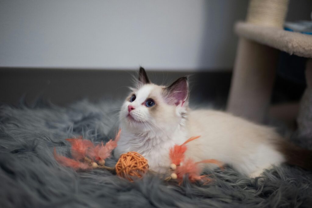 Adorable white kitten lounging on a grey rug with playful toys around it.